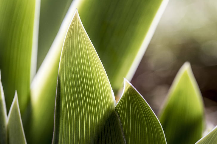 green leaf plant close up photography, Abstract, Iris 2, Peterborough, HD wallpaper