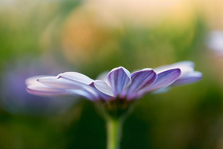tilt shift lens photography of purple Daisy flower, daisy, flower  flower
