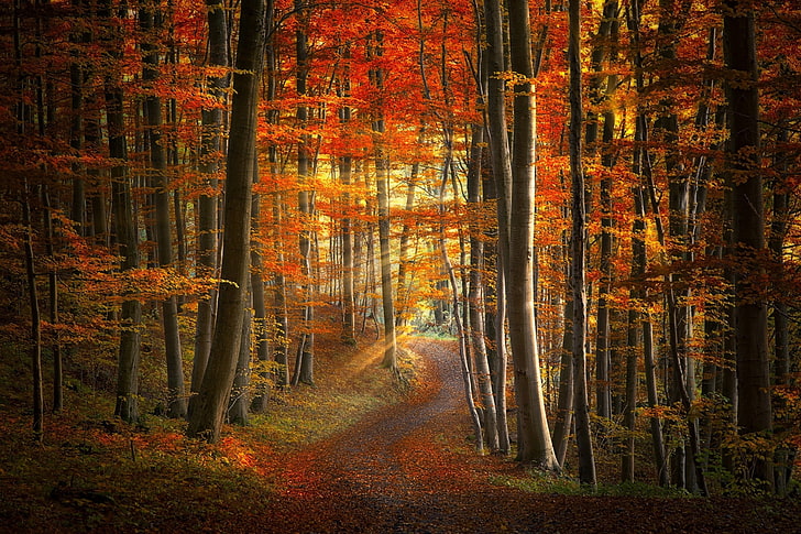 orange leafed trees, path, sun rays, forest, fall, leaves, grass, HD wallpaper