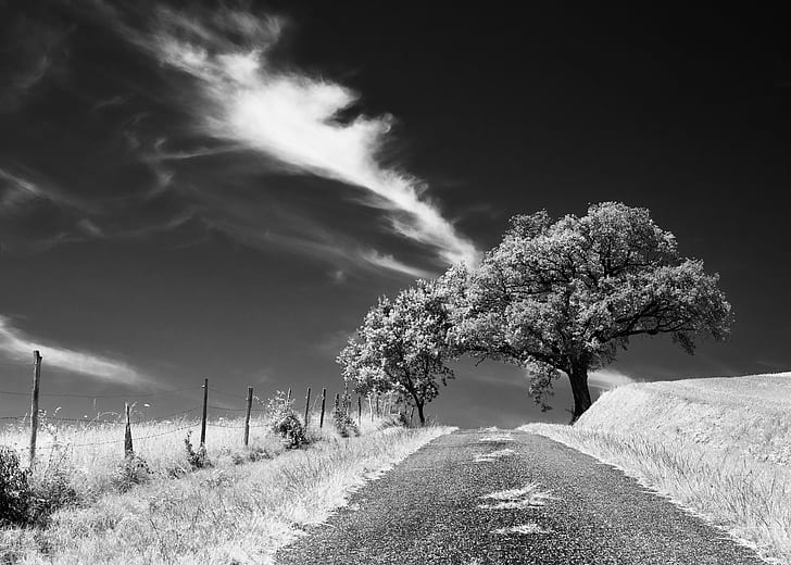 grayscale photography of trees and field, hill top, agriculture