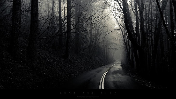 gray roadway, monochrome, forest, tree, direction, the way forward, HD wallpaper