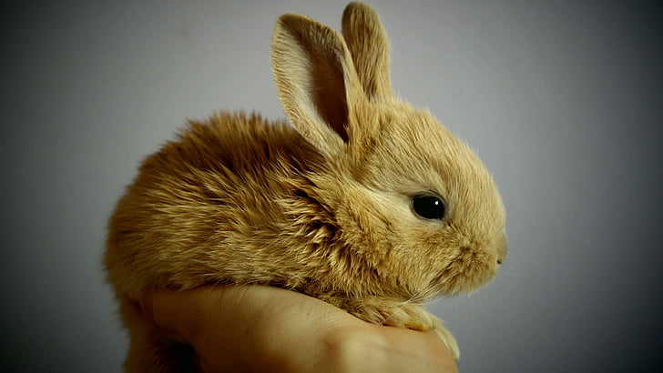 rabbit, bunny, cute, leveret, HD wallpaper
