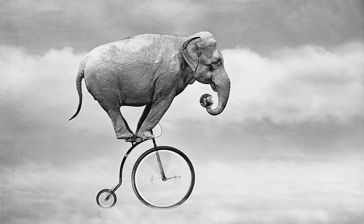 Elephant on bicycle, sky, HD wallpaper