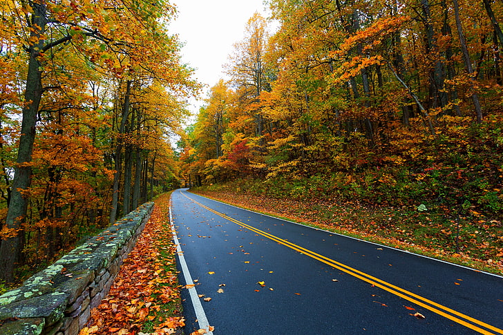 blue and yellow road, autumn, leaves, nature, mountain, colors