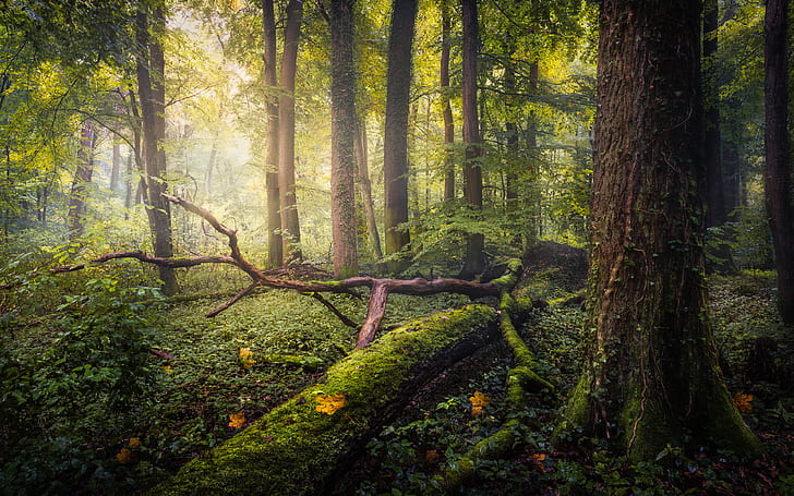 Landscapes From Bavaria Germany Fallen In October Forest Fallen Trees Green Moss Ultra Hd Wallpapers And Laptop 3840×2400