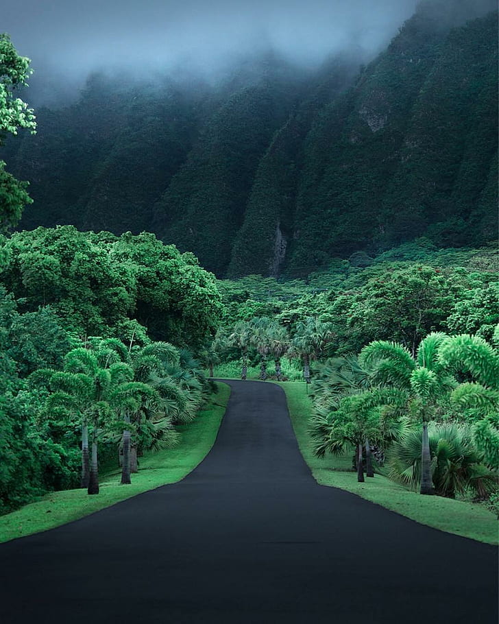 Asphalt, Hawaii, Jungle, mountains, road