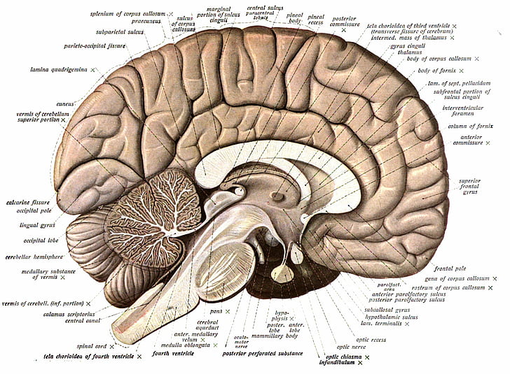 Anatomy, brain, head, Medical, poster, skull, human body part, HD wallpaper