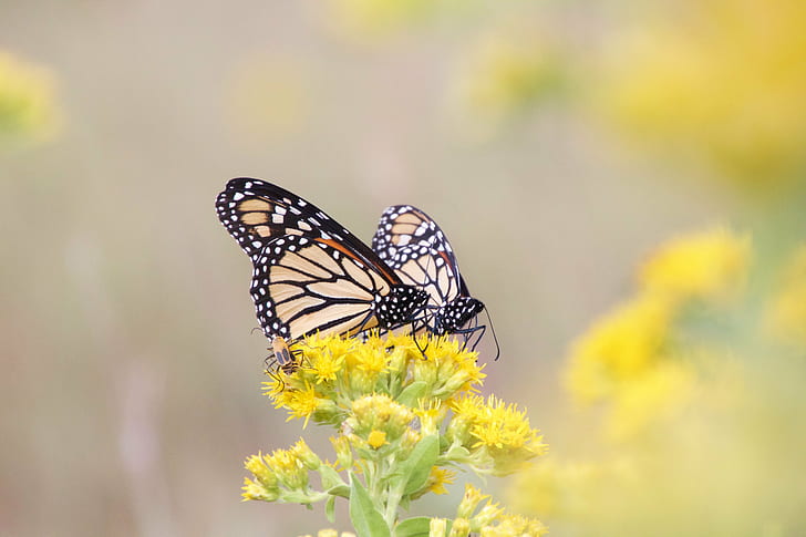 selective focus photography of two Monarch butterflies, goldenrod, kansas, goldenrod, kansas, HD wallpaper