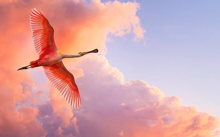 pink and white bird flying painting, flamingo, birds, sky, clouds