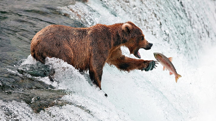 bear catching fish picture, animal, animal themes, animal wildlife, HD wallpaper
