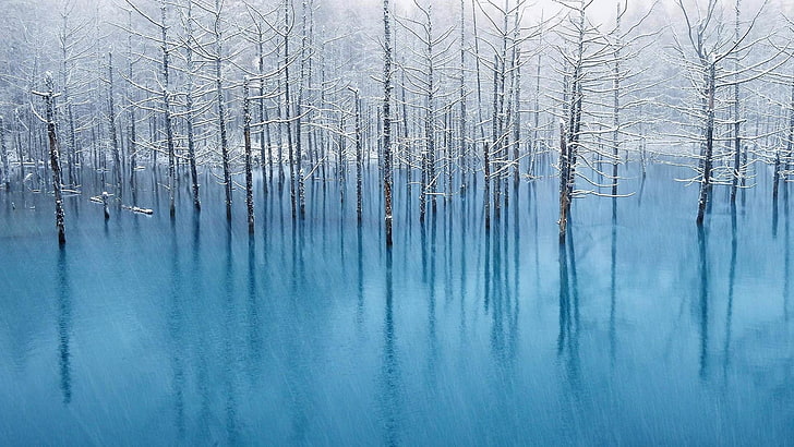 nature, forest, calm, frost, sky, frozen, tree, freezing, swamp
