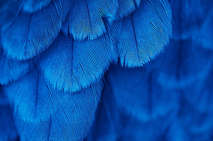 blue textile, untitled, macro, feathers, bird, animal, parrot, HD wallpaper