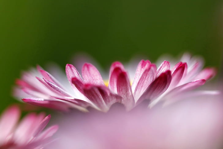 focus photography of pink petal flower, daisy, daisy, bokeh, tipped, HD wallpaper