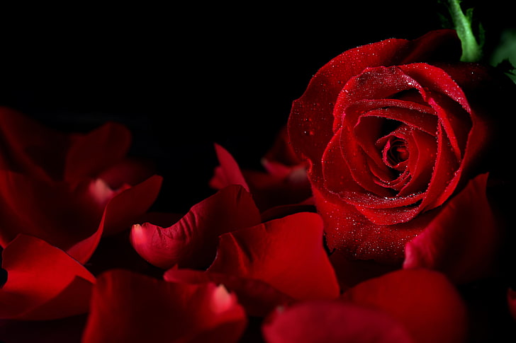 red rose, drops, flowers, background, black, petals, Bud, rose - Flower