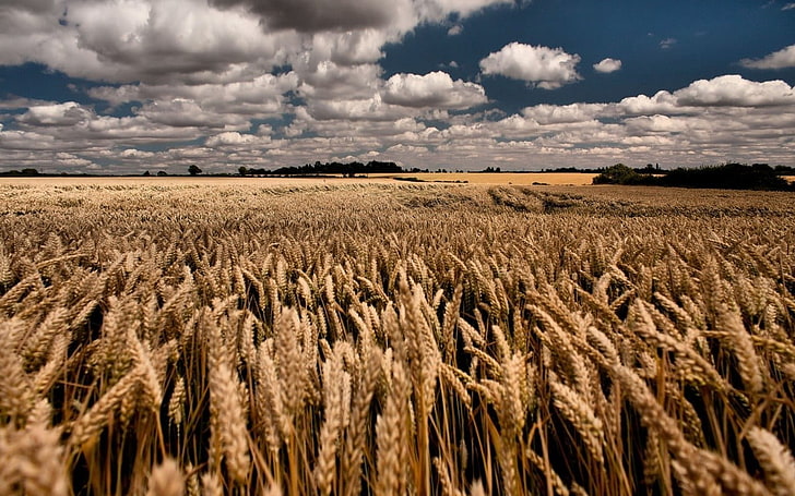 field of wheat grasses, landscape, sky, agriculture, cereal plant