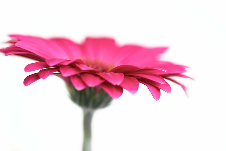 pink Gerbera flower, Simple, flower  Flower, Flowery, Macro, Colors, HD wallpaper