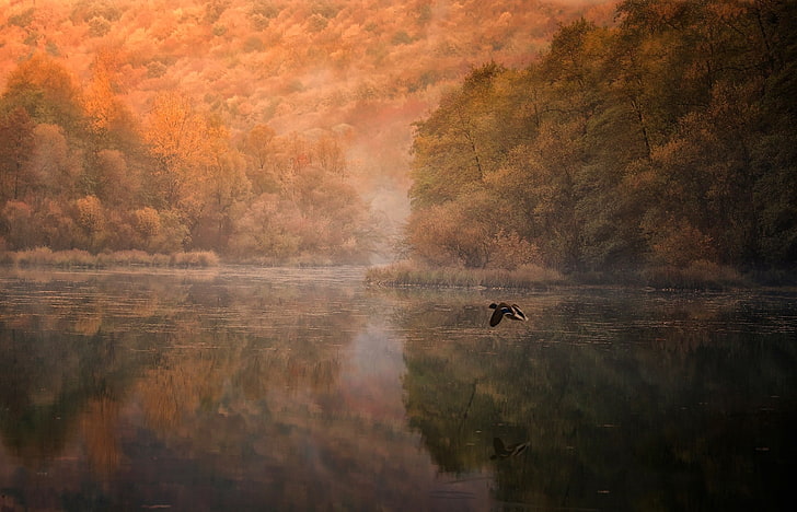 black bird, bird flying lake during daytime, landscape, nature, HD wallpaper
