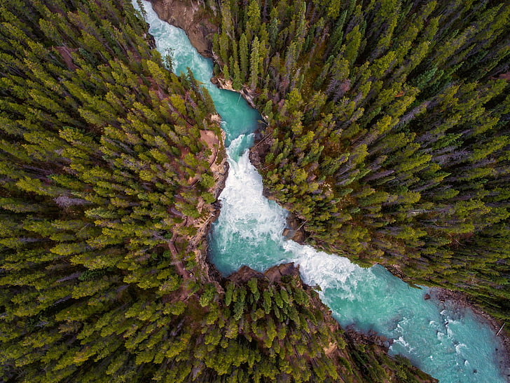 aerial view photography of lake between pine trees, landscape