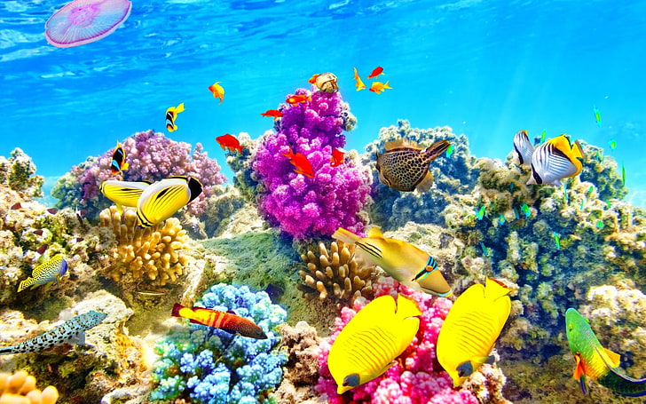HD wallpaper: fish, fishes, nature, ocean, sea, sealife, underwater, animal  wildlife | Wallpaper Flare