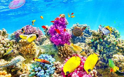 HD wallpaper: fish, fishes, nature, ocean, sea, sealife, underwater ...