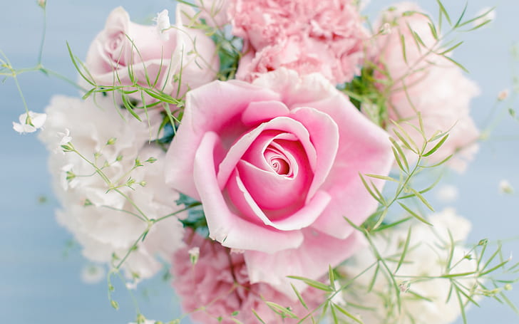 Pink rose, beautiful flowers, HD wallpaper