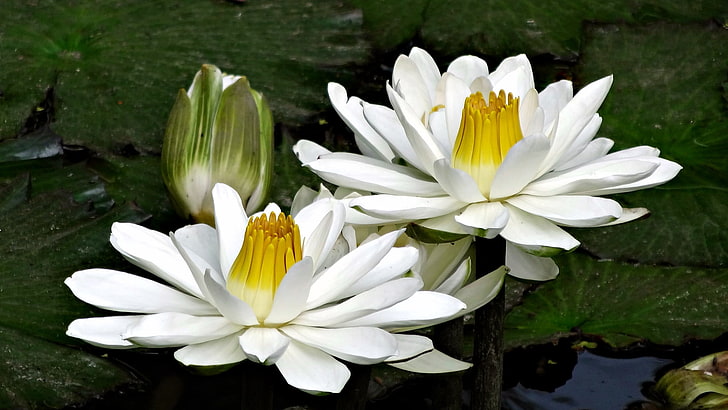 two white multi-petaled flowers, water, green, lake, nature, macro, HD wallpaper
