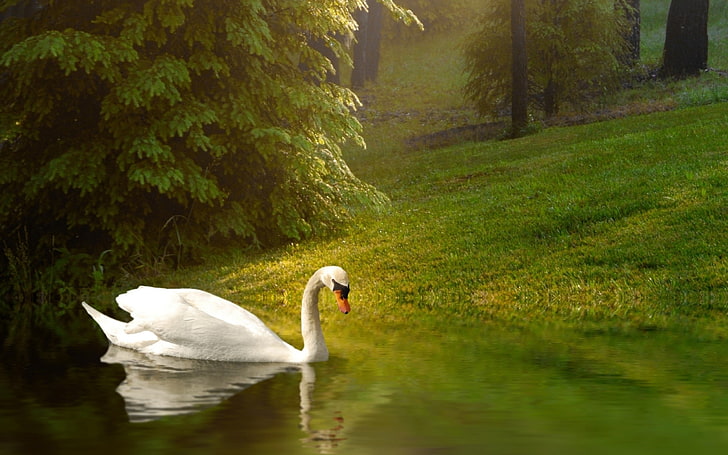 person's left hand, animals, nature, swan, birds, reflection