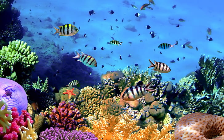 Colorful tropical fish, coral, underwater, ocean, white and black fish