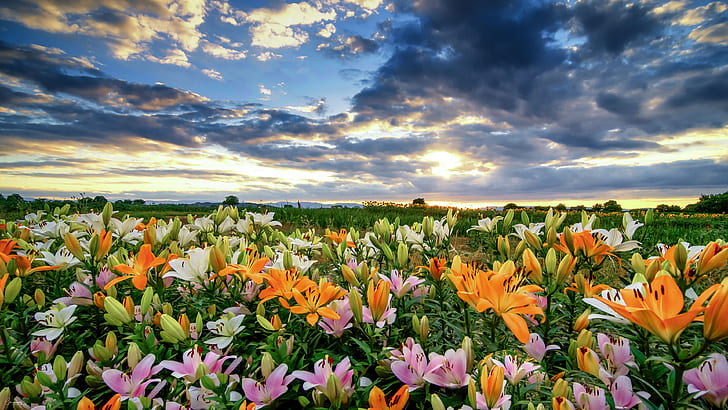 Flowers Field By Lilies Orange Yellow And Pink Color Sky With Clouds Wallpaper Hd 3840×2160