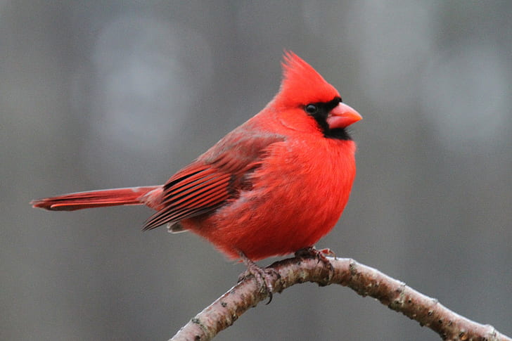 HD wallpaper: Northern Cardinal bird perched on brown tree branch, North  Carolina | Wallpaper Flare