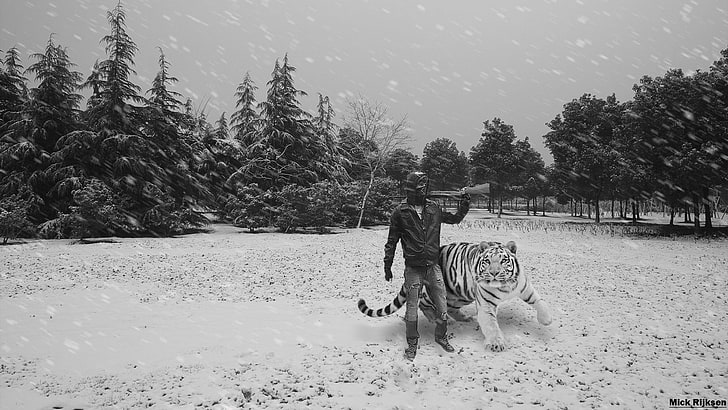 tiger, snow, hunter, mammal, animal, animal themes, domestic animals, HD wallpaper