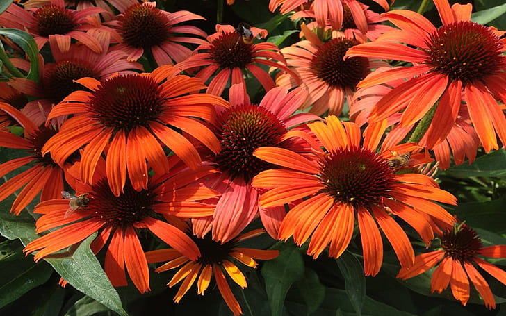 Red Flowers Echinacea Are Herbaceous Plants That Grow Up To 140 Cm In Height In A Family Daisies, HD wallpaper
