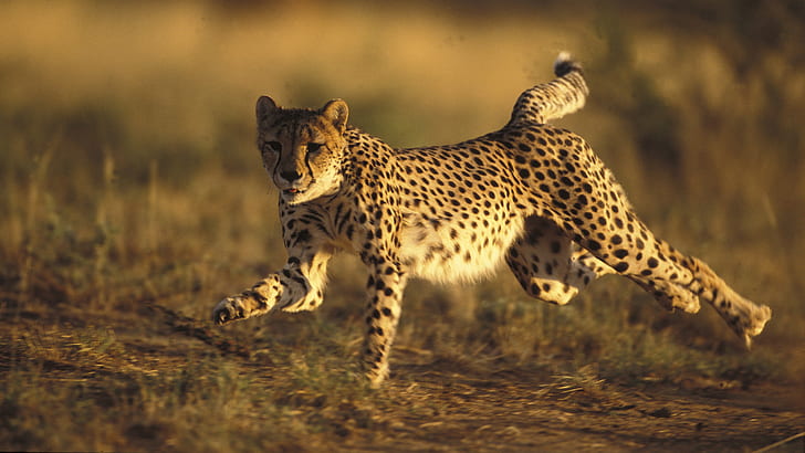 Cheetah Run Stop Action HD, animals, HD wallpaper