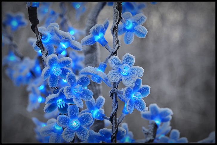 HD wallpaper: blue floral string lights, winter, frost, snow, flowers,  garland | Wallpaper Flare