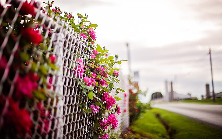 3200x1800px Free Download Hd Wallpaper Pink Rose Flowers Fence Blurry Background Wallpaper Flare