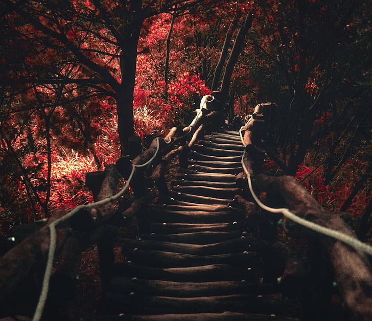 brown staircase, brown wooden bridge near red leafed trees, nature, HD wallpaper
