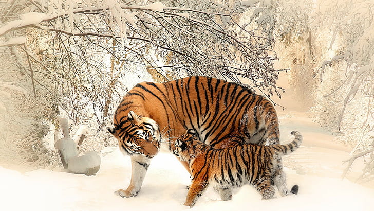 wildlife, snow, nature, photography, winter, tiger, baby animals, HD wallpaper