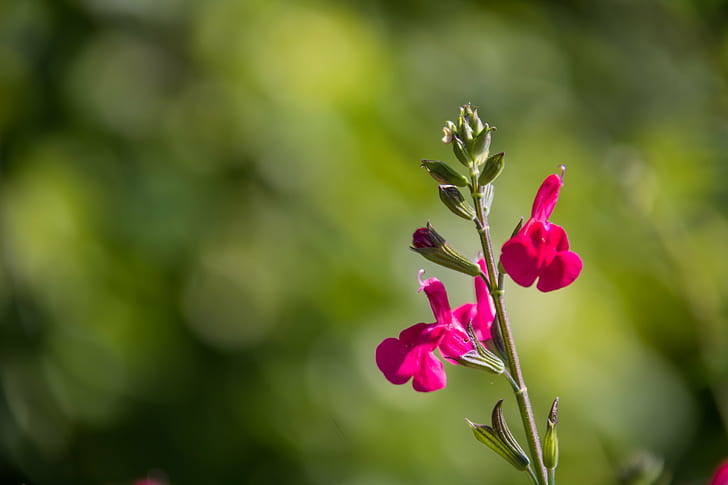 close up photography of pink Salvia flower, bokeh, Botanic garden