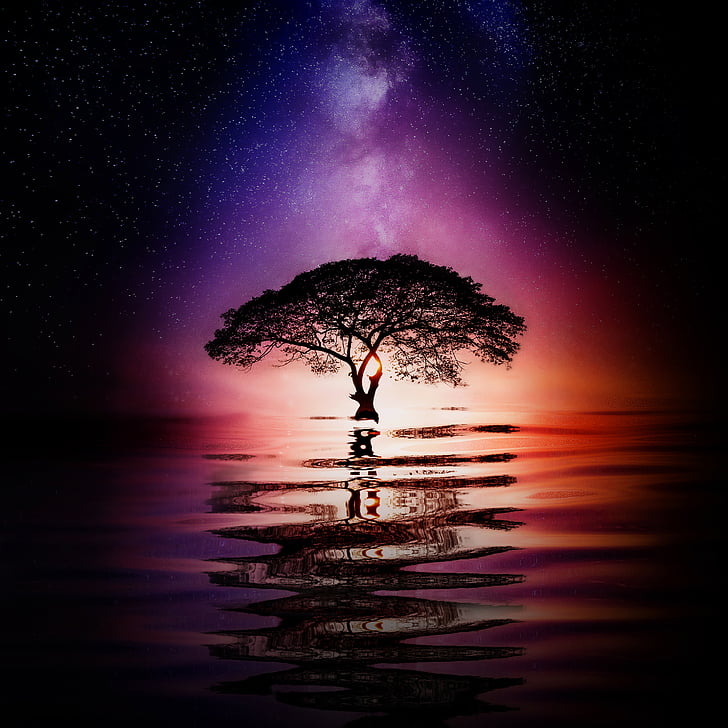 Starry sky, Tree, Reflection, Milky Way, Huawei Mate RS, Porsche Design HD wallpaper