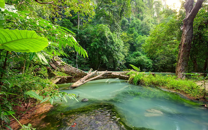 Tropical Landscape Blue River In The Jungle Fallen Wood Rain Forest Ultra Hd 4k Resolution Wallpapers 3840×2400, HD wallpaper