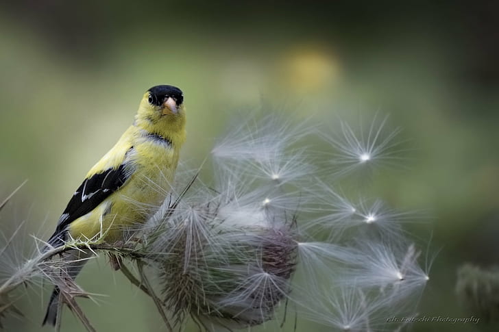 yellow and black bird on dandelion flower, Jaune, Finch, Spinus