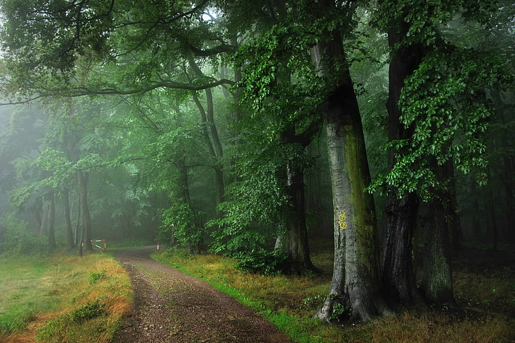 green forest, road, summer, fog, rain, Germany, Odenwald, tree, HD wallpaper
