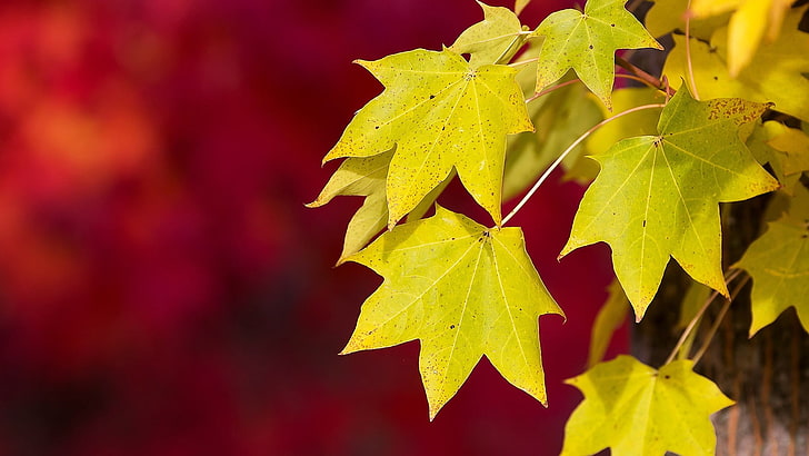 yellow maple leaves, leaf, plant part, close-up, no people, focus on foreground