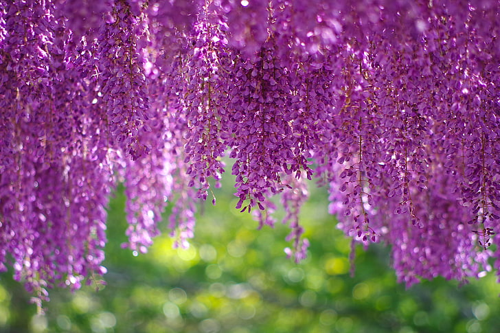 Purple, Wisteria tree
