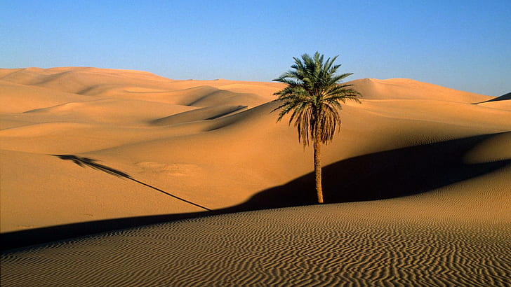 Palm Tree Desert Dunes Sand HD, nature
