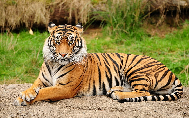 tiger, animals, big cats, feline, animal themes, animal wildlife, HD wallpaper