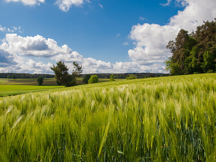 landscape photography of wheat field during daytime, Felder, fields, HD wallpaper