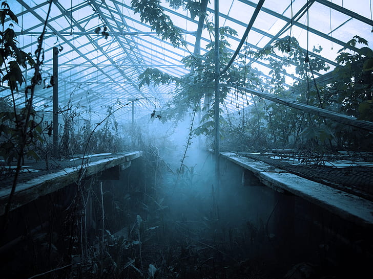 greenhouse, plants, abandoned, mist, HD wallpaper