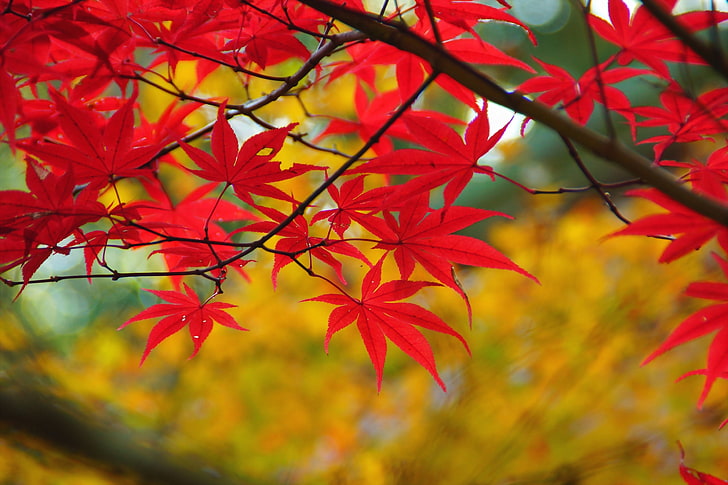 maple tree, autumn, leaves, branch, red, leaf, nature, season, HD wallpaper