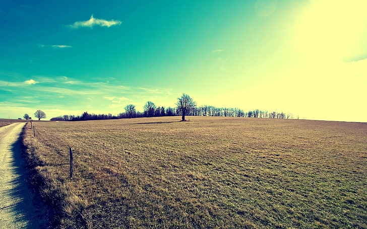 grass field, trees, distance, sky, nature, rural Scene, agriculture, HD wallpaper
